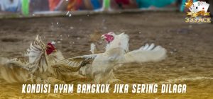 Kondisi Ayam Bangkok Jika Sering Dilaga