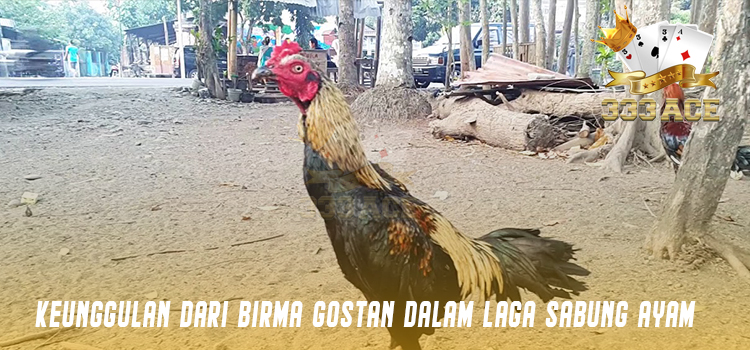 Keunggulan Dari Birma Gostan Dalam Laga Sabung Ayam